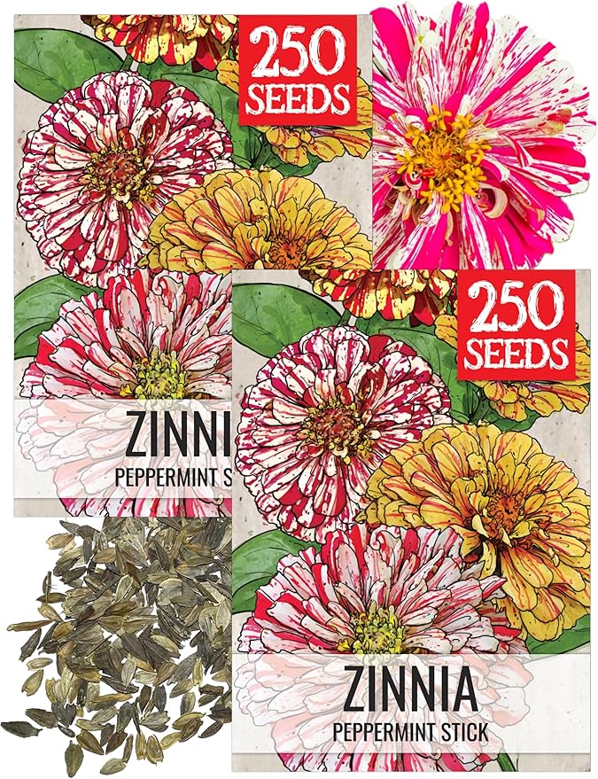 Seed Needs Peppermint Stick Zinnia Seeds for Planting Bi-Colored Zinnias - Heirloom & Open Pollinated Annual Cut Flowers - Perfect to Attract Pollinators to a Butterfly Garden (2 Packs)