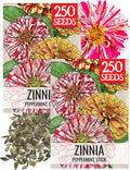 Seed Needs Peppermint Stick Zinnia Seeds for Planting Bi-Colored Zinnias - Heirloom & Open Pollinated Annual Cut Flowers - Perfect to Attract Pollinators to a Butterfly Garden (2 Packs)