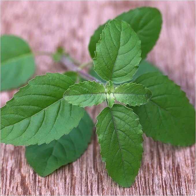 Seed Needs Holy Basil Tulsi Seeds for Planting - Non-GMO Heirloom & Untreated Medicinal Herbal Plants to Grow Indoors or Outdoors - Sacred Hindu Herbs (2 Packs)