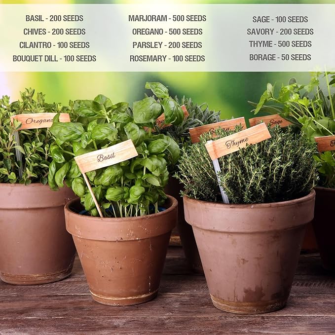 Seed Needs Herb Seeds Variety Pack Culinary Herb Collection (12 Individual Packets for Planting Indoors or Outdoors) Grow Your Own Herb Garden - Heirloom, Non-GMO