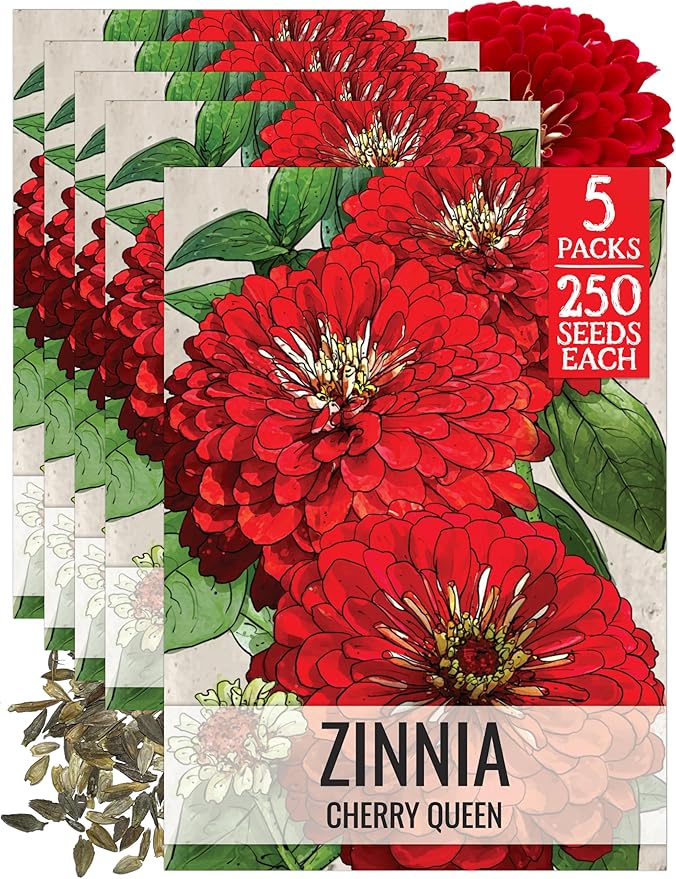 Seed Needs, Cherry Queen Zinnia Seeds - 250 Heirloom Seeds for Planting Zinnia elegans - Attracts Butterflies & Pollinators, Great Cut Flowers (5 Packs)