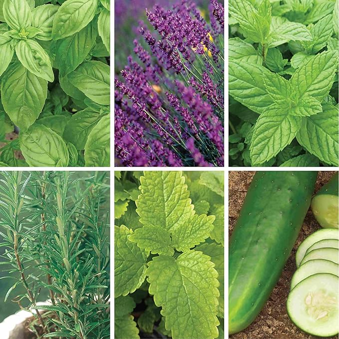 Ferry-Morse Mixology Seed Variety Pack - 6 Pack