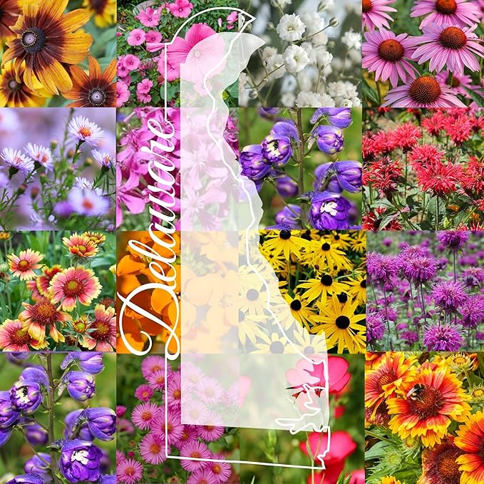 Delaware Bulk Perennial Wildflower Seed Mix 1lb Covers 2,000sq-ft - Attract Pollinators, Multi-Color Blooms - Northeast US Species Plant in Spring/Fall - Earth-Friendly Packaging (1/2 Pound)