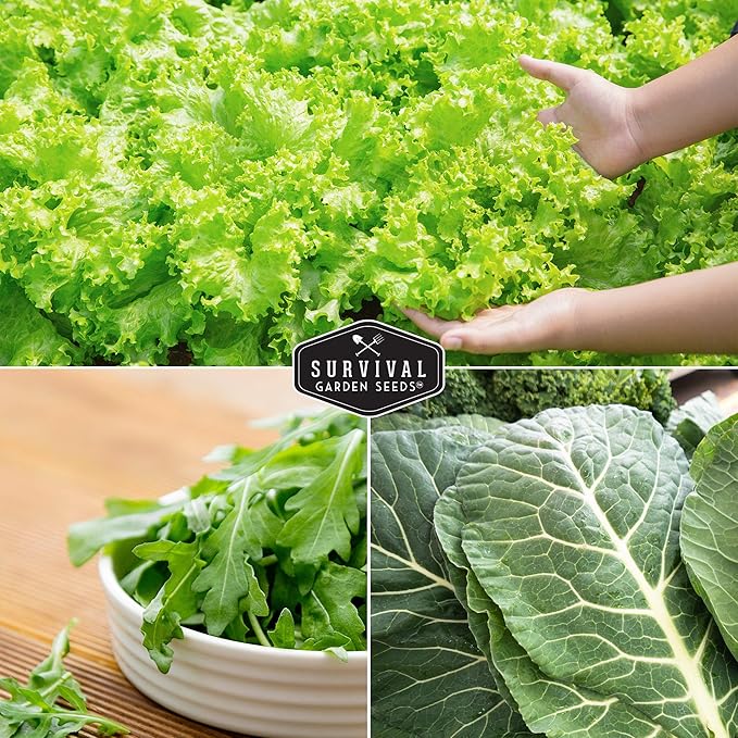 Survival Garden Seeds 5 Greens Collection Seed Vault – Grow Non-GMO Heirloom Green Leafy Vegetables – Viroflay Spinach, Arugula, Lacinato Kale, Salad Bowl Lettuce & Rainbow Swiss Chard Seed