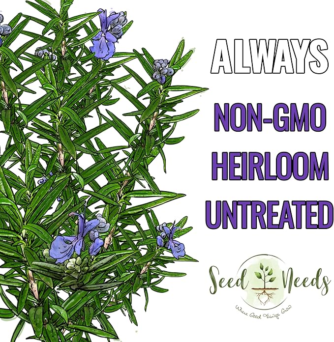 Seed Needs Rosemary Seeds for Planting - Non-GMO Heirloom & Untreated Perennial Herbs to Plant a Medicinal & Culinary Kitchen Garden Indoors or Outdoors (5 Packs)