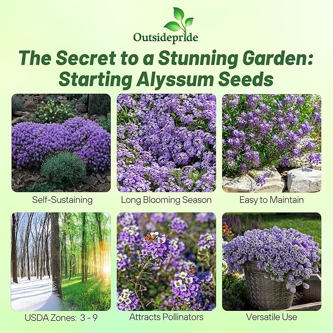 Outsidepride Violet Queen Alyssum Seeds - 5000 Pcs Annual, Drought-Tolerant & Pollinator-Friendly Ground Cover Seeds w/Fragrant Purple Blooms for Low-Growing Xeriscaping & Outdoor Planting