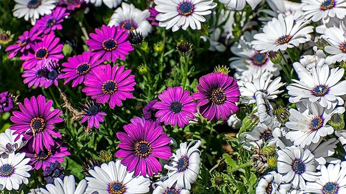 African Daisy Seeds - 50 Pcs Mix Osteospermum Perennial Flower Seeds for Planting Outdoors with Long-Lasting Blooms,