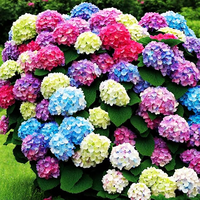 50+ Mixed Color Hydrangea Seeds for Planting, Hydrangea Giant Snowball Shrub, Flower Plant Wedding, Outdoor Garden - Potted Plants