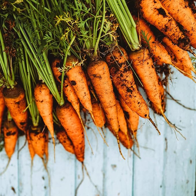 Chantenay Carrot - 150 Seeds - Heirloom & Open-Pollinated Variety, Non-GMO Vegetable Seeds for Planting Indoors or Outdoors in Containers or The Home Garden, Thresh Seed Company