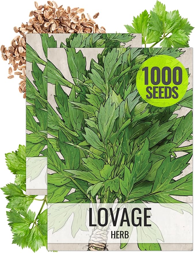 Seed Needs Lovage Seeds for Planting - Non-GMO Heirloom & Untreated Herbs to Plant a Medicinal/Culinary Home Grown Herb Garden Indoors or Outdoors (2 Packs)