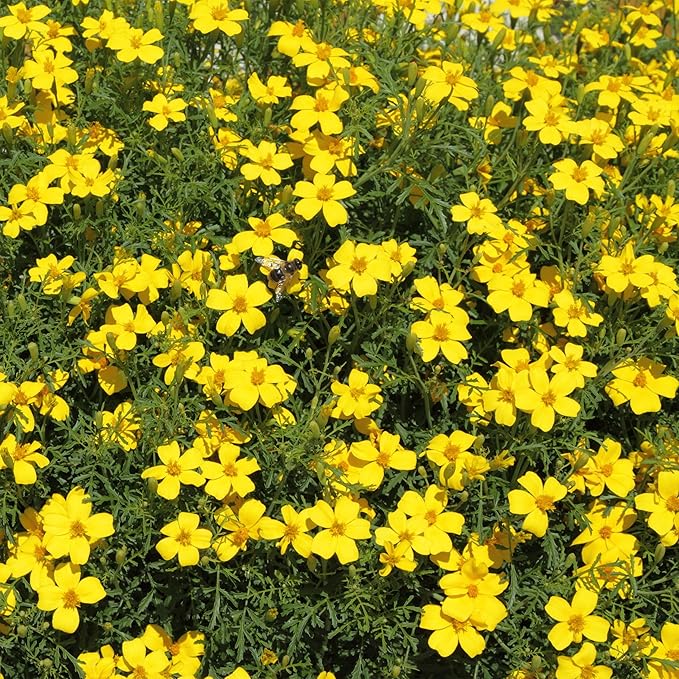 Outsidepride Perennial Bur Marigold Hannay's Lemon Drop Seeds - 2000 Pcs. Heirloom, Self-Sowing, Drought-Tolerant Flower Seeds, Pollinator-Friendly, for Vibrant Blooms, Low-Maintenance Summer Gardens