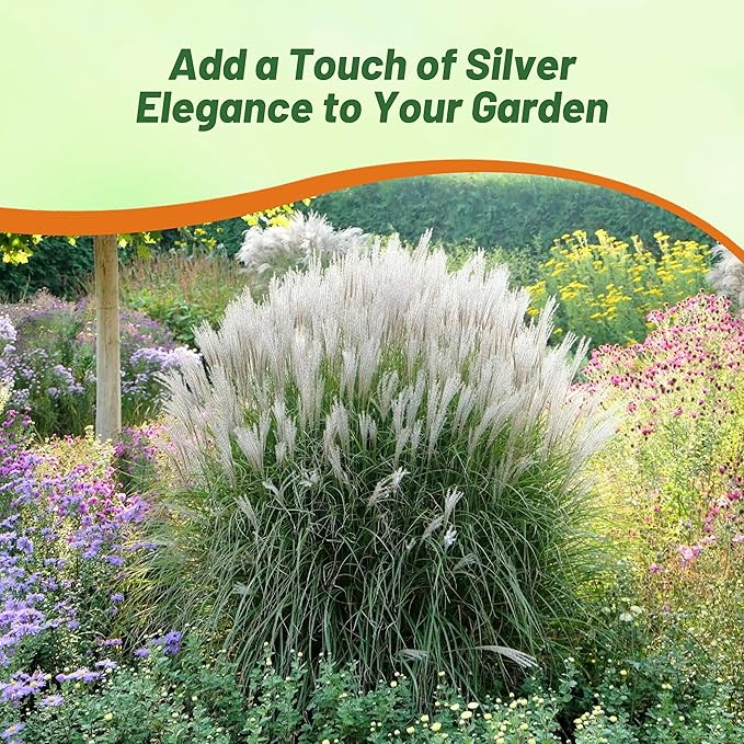 Outsidepride Early Hybrids Miscanthus Sinensis Seeds - 1,000 Pcs. Perennial, Drought & Heat Tolerant, Chinese Silver Ornamental Grass, Tall Growth, Low Maintenance for Landscaping & Privacy Screens