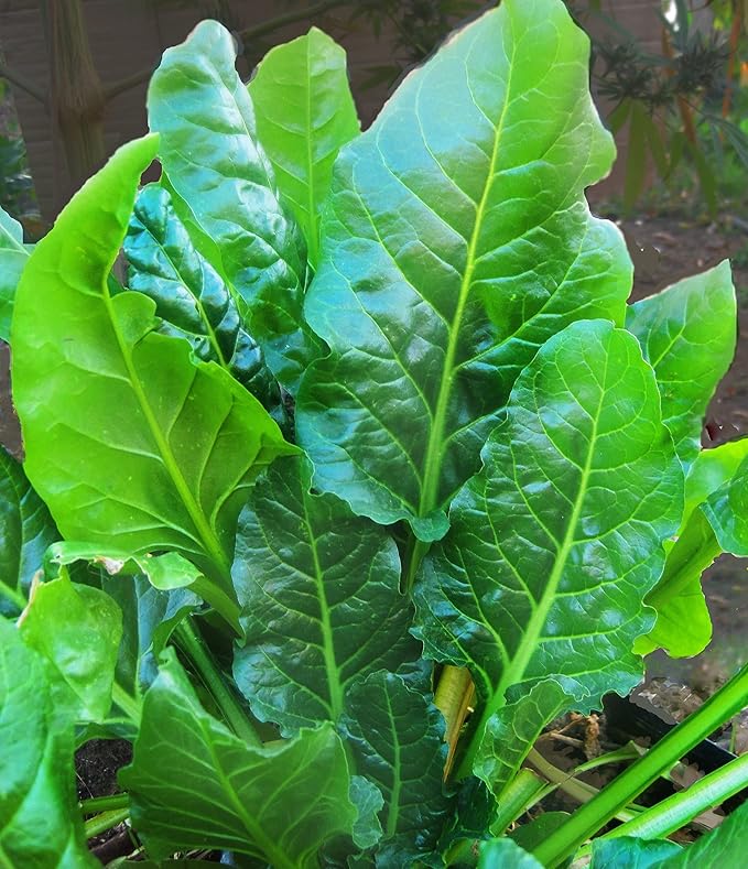 100 + Pcs Seeds Swiss Chard Collection for Planting - Individual Packets of Red Ruby Swiss Chard & Perpetual Spinach Swiss Chard - Non-GMO Heirloom (Perpetual Spinach Swiss Chard)