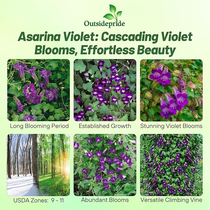 Outsidepride Violet Asarina Climbing Snapdragon Seeds - 100 Pcs Perennial Flower Seeds for Planting, Easy to Grow Climbing Vines w/Attractive Flowers for Containers, Trellises, & Ground Cover