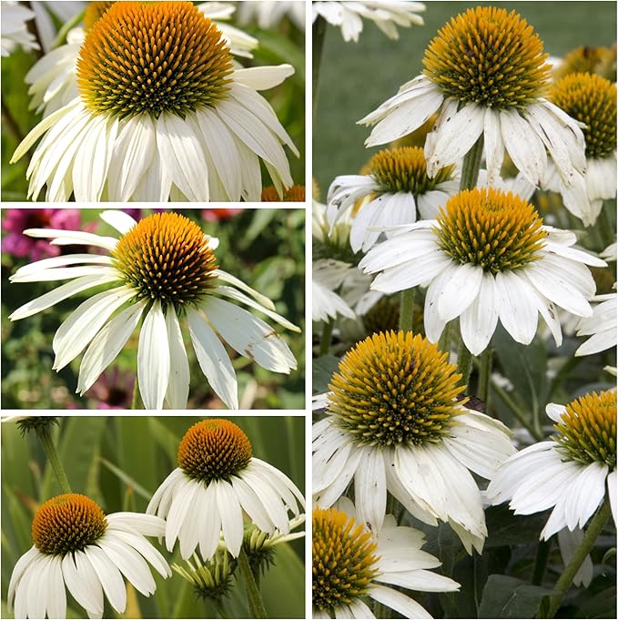 Seed Needs White Swan Coneflower Seeds for Planting Echinacea - Heirloom & Open Pollinated Perennial Flower - Attract Pollinators to a Butterfly Garden (2 Packs)