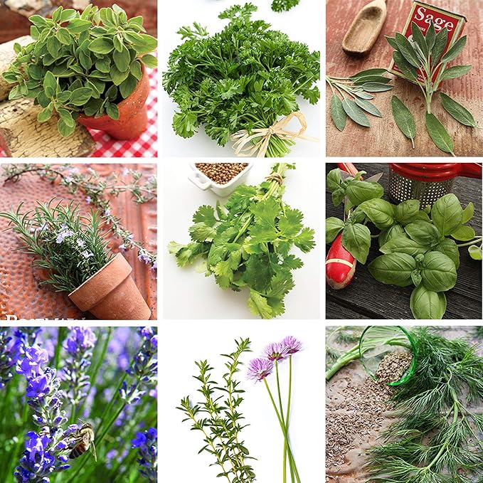 Culinary Herb Seeds Variety Pack – 10 Non-GMO Herb Seeds for Indoor & Outdoor Gardens – Includes Basil, Dill, Rosemary, Thyme & More with Planting Guide Book