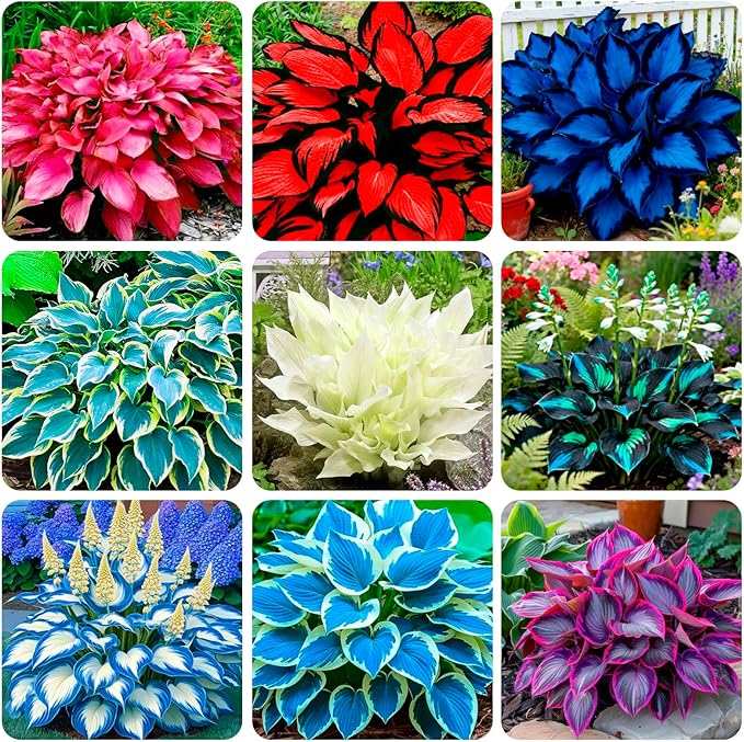 345+ USA PERMIUM Rare Hosta Seed for Planting Outdoors Garden Flowers Open Pollinated Non-GMO Heirloom