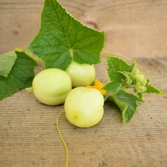 Lemon Cucumber - 25 Seeds - Heirloom & Open-Pollinated Variety, USA-Grown, Non-GMO Vegetable Seeds for Planting Indoors or Outdoors in The Home Garden, Thresh Seed Company