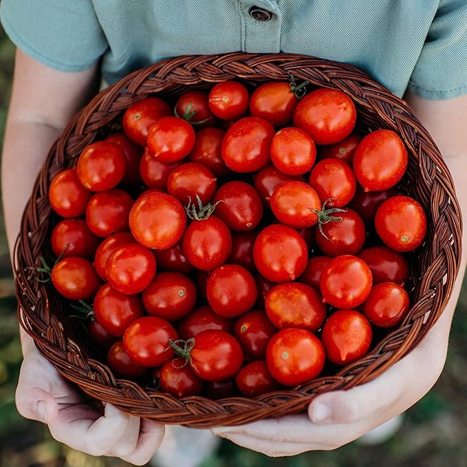 Riesentraube Heirloom Grape Tomato - 50 Seeds - Open-Pollinated Cherry Tomato Variety, Non-GMO, Heirloom Grape Tomato Seeds for Planting in The Home Garden, Thresh Seed Company