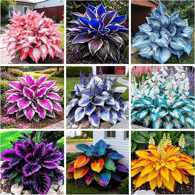 370+ Exotic Hosta Seeds for Planting, Perennial Heart-Shaped Hosta Bare Roots Leaves, Drought Tolerant Colorful Hosta Plants for Outdoor Garden