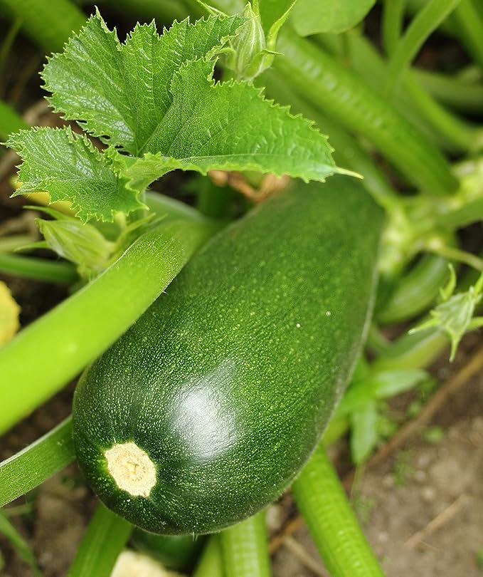Seeds4planting - Seeds Zucchini Skvorushka Bush Green
