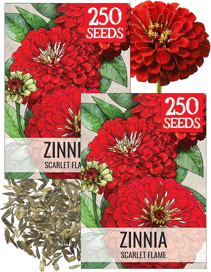 Seed Needs Zinnia Seeds for Planting Scarlet Flame Zinnias - Heirloom & Open Pollinated Annual Cut Flowers Perfect for Bouquets - Plant a Wildflower Butterfly Garden (2 Packs)