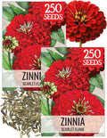 Seed Needs Zinnia Seeds for Planting Scarlet Flame Zinnias - Heirloom & Open Pollinated Annual Cut Flowers Perfect for Bouquets - Plant a Wildflower Butterfly Garden (2 Packs)