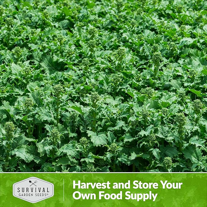 San Marzano Raab Broccoli Rabe Seeds for Planting – Italian Heirloom Rapini Variety, Fast-Growing Cool-Season Greens, Non-GMO High Yield Vegetable Garden Favorite – Survival Garden Seeds (2 Packs)
