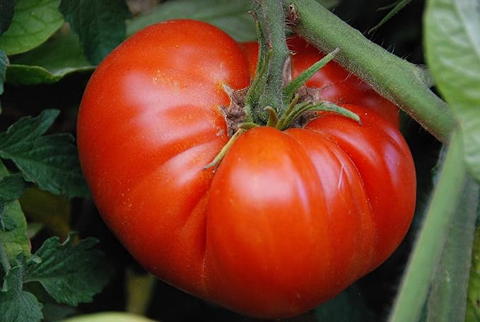 CEMEHA SEEDS - Seeds Red Giant Beefsteak Tomato Indeterminate Non GMO Vegetable for Planting