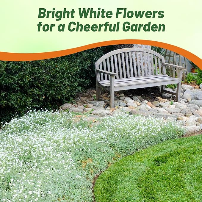 Outsidepride Snow in Summer Seeds - 5000 Pcs. Perennial, Drought-Tolerant & Easy to Grow, Ground Cover Seeds for Planting Silver Foliaged, White Blooms, Great for Rock Gardens, and Dry Landscapes