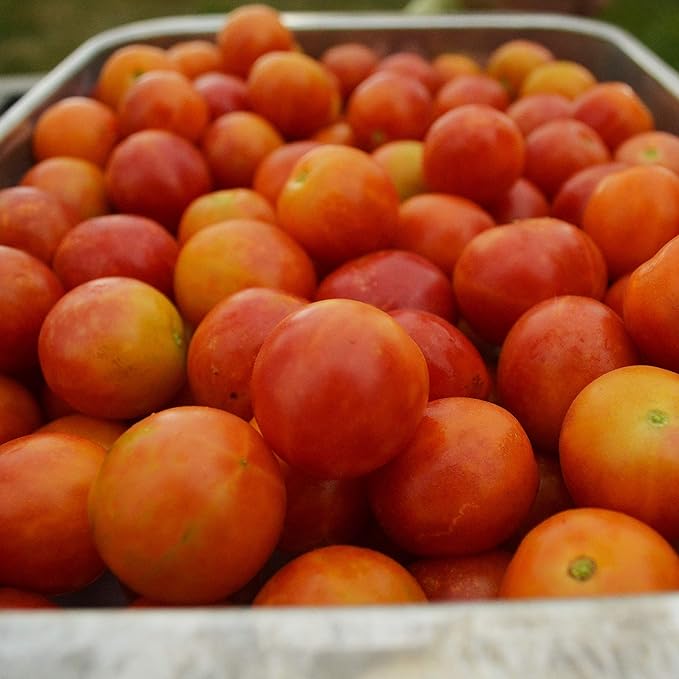 Bicolor Cherry Tomato - 50 Seeds - Heirloom & Open-Pollinated Variety, USA-Grown, Easy-to-Grow, Non-GMO Vegetable Seeds for Planting Outdoors in The Home Garden, Thresh Seed Company