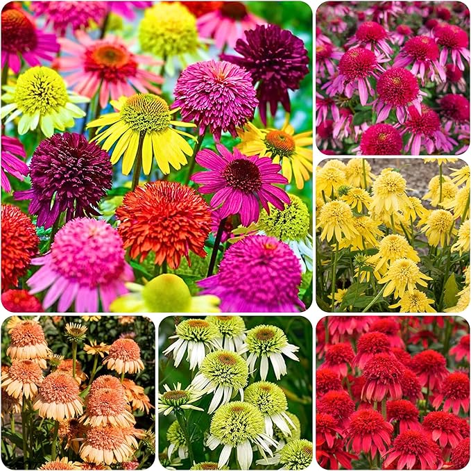 1000+ Double Echinacea Coneflower Seeds for Planting -Perennial Cone Flower Seeds Attracts Pollinators