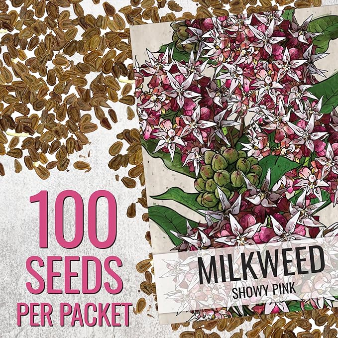 Seed Needs Showy Milkweed Seeds for Planting - Untreated & Open Pollinated, Attracts Monarch Butterflies in a Butterfly Garden (2 Packs)