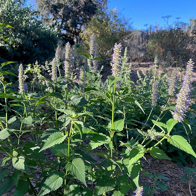 Plant Good Seed Organic Anise Hyssop Seeds for Planting: Licorice Scented Leaves, Giant Blue Flowers - 50 Seed Packet