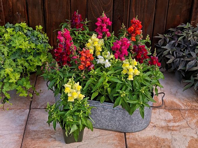 KIRA SEEDS - Seeds Dwarf Low Snapdragon Mix - Annual Flowers for Planting - GMO Free