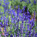 Outsidepride Blue Sage Seeds - 1/4 Lb. Perennial, Drought-Tolerant & Deer-Resistant Wildflower Seeds w/Fragrant Blooms for Pollinator Attractant for Butterfly & Hummingbird Gardens & Landscaping