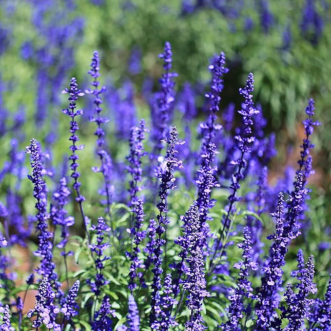 Outsidepride Blue Sage Seeds - 1/2 Lb. Perennial, Drought-Tolerant & Deer-Resistant Wildflower Seeds w/Fragrant Blooms for Pollinator Attractant for Butterfly & Hummingbird Gardens & Landscaping
