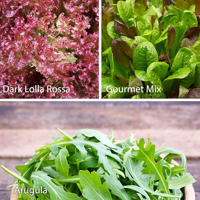 7 Leafy Power Green Organic Varieties – Non-GMO Heirloom Seeds for Planting: Spinach, Arugula, Kale, Lolla Rossa Lettuce, Buttercrunch, Gourmet Lettuce Mix, Swiss Chard