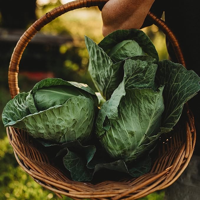 Charleston Wakefield Cabbage - 100 Seeds - Heirloom & Open-Pollinated Variety, Non-GMO Vegetable Seeds for Planting Outdoors in The Home Garden, Thresh Seed Company