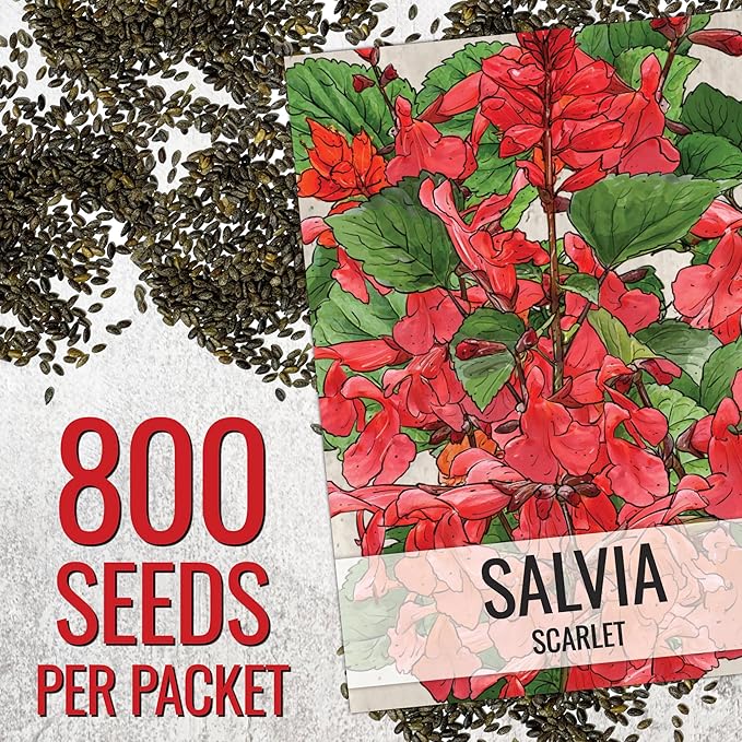 Seed Needs, Scarlet Red Sage Seeds - 800 Heirloom Seeds for Planting Salvia coccinea - Perennial Wildflower for an Outdoor Garden, Open Pollinated & Attracts Pollinators (1 Pack)