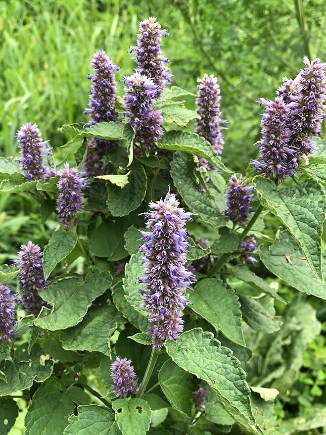 Organic Anise Hyssop, Licorice Mint Seeds (Agastache foeniculum) 500 Seeds (0.2 Grams) - Lavender Mint, Agastache, Agastache Hyssop Seeds for Planting by Smoke Camp Crafts