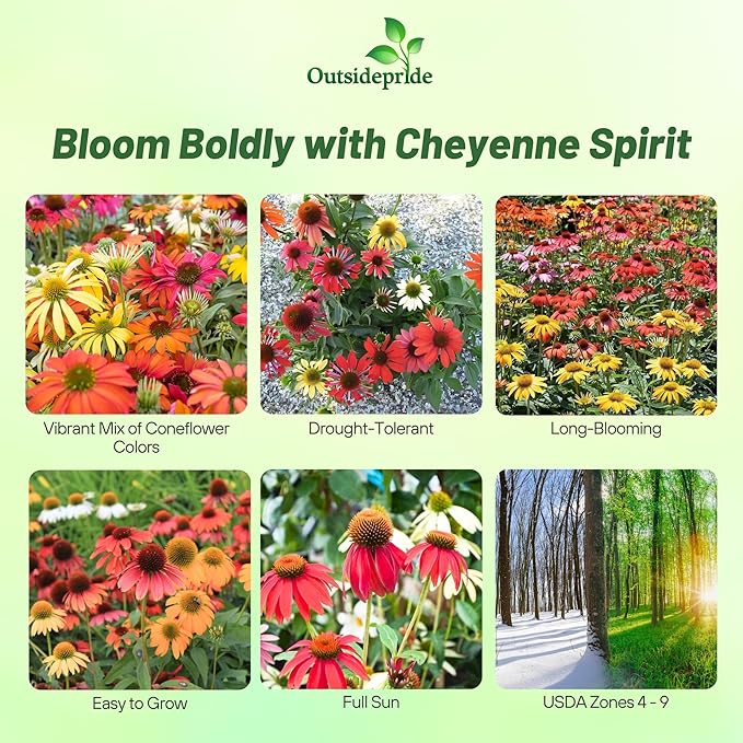 Outsidepride Cheyenne Spirit Echinacea Coneflower Seeds - 20 Pcs Perennial, Drought Tolerant Mix of Purple Coneflower Seeds for Planting, Attracts Birds & Butterflies for Xeriscape (AAS Winner)