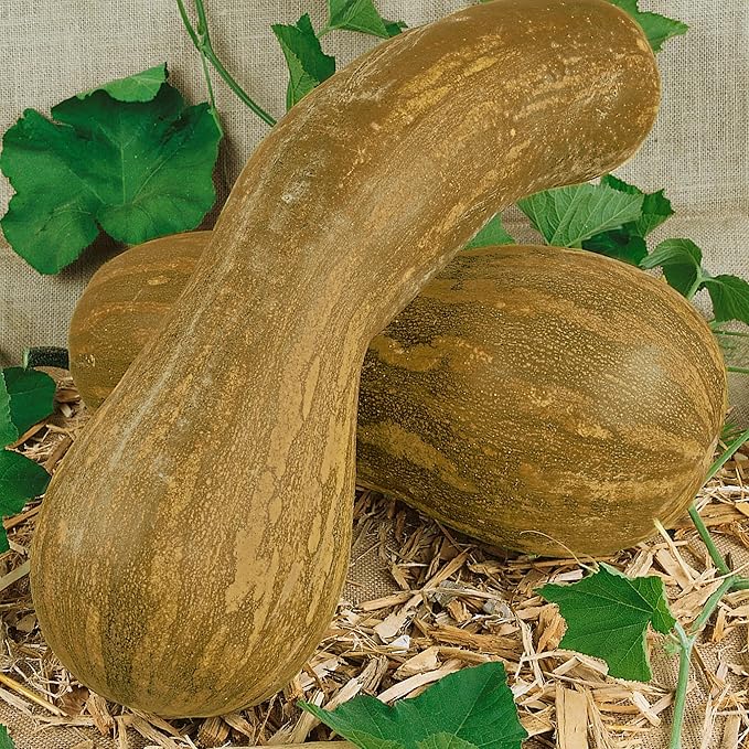 Lungo de Napoli Winter Squash Seeds - 1 Oz ~175 Seeds - Non-GMO, Heirloom - Vegetable Garden - Cucurbita moschata
