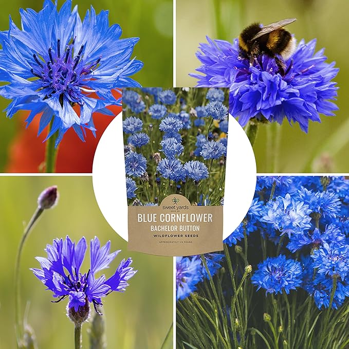 Blue Cornflower Seeds – Bachelor Buttons – Bulk Quarter Pound Bag – Over 20,000 Open Pollinated Non-GMO Wildflower Seeds – Centaurea cyanus