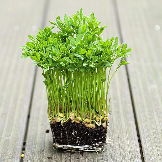 Todd's Seeds Sprouting Green Lentil Seeds, Heirloom, Non-GMO, Chemical Free, High Germinating (One Pound)