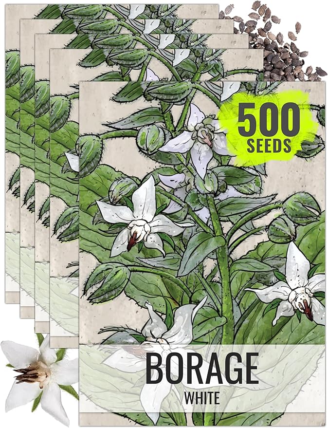 Seed Needs Borage Seeds for Planting White Borago officinalis Starflower - Non-GMO Heirloom & Untreated Herb Seed to Plant and Grow an Outdoor Home Grown Garden (5 Packs)