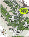 Seed Needs Borage Seeds for Planting White Borago officinalis Starflower - Non-GMO Heirloom & Untreated Herb Seed to Plant and Grow an Outdoor Home Grown Garden (5 Packs)