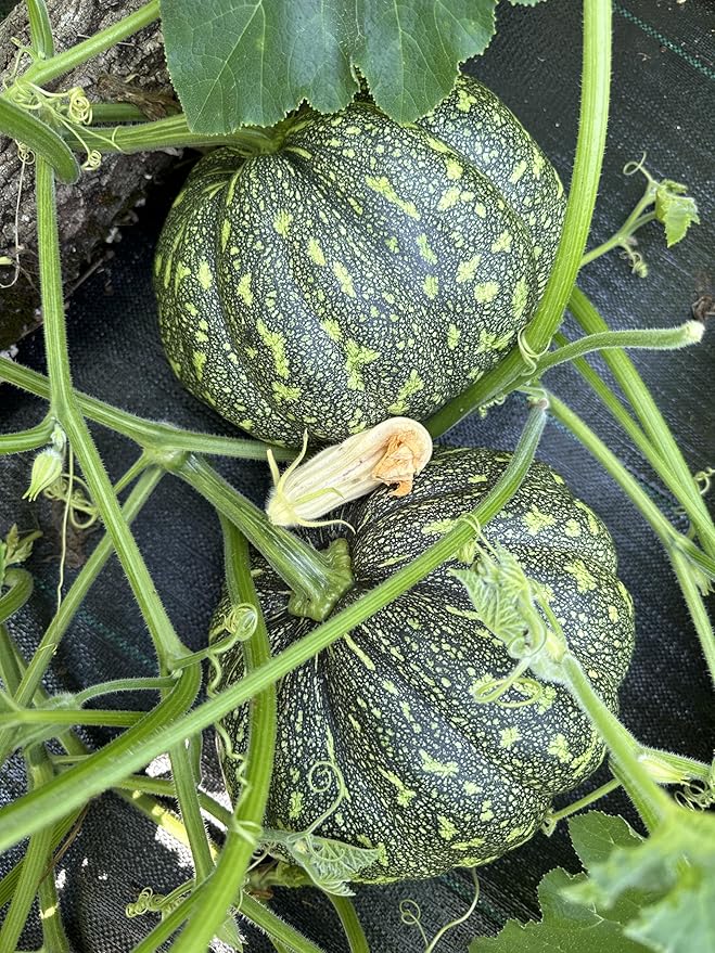 20 Bangla Sweet Spotted Dotted Pumpkin Seeds, High-Yield Variety, 75-80 Days Harvest, Indian Sweet Pumpkin Seeds
