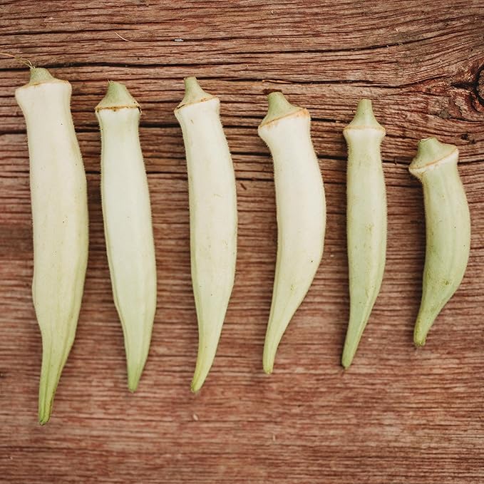 Silver Queen Okra - 50 Seeds - Rare Heirloom Okra Variety, Smooth White Pods, Non-GMO, Heirloom Seeds for Planting in The Home Garden, Thresh Seed Company