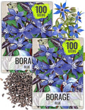 Seed Needs Borage Seeds for Planting Blue Star Flowers - Heirloom Non-GMO & Untreated - Plant a Home Grown Flowering Herb Garden Attract Bees, Butterflies & Other Pollinators (2 Packs)